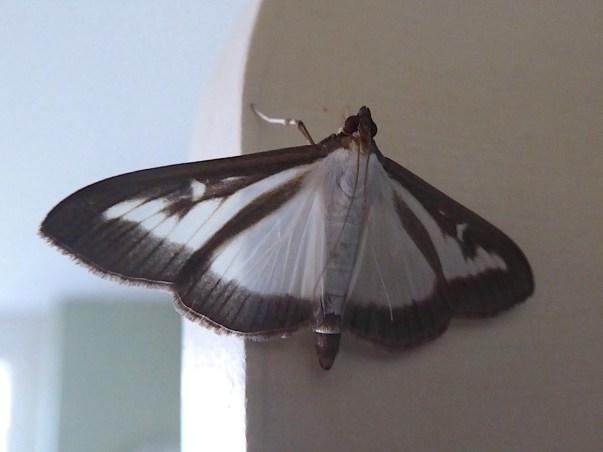 Box-tree Moth, UK (Keith Salvesen)