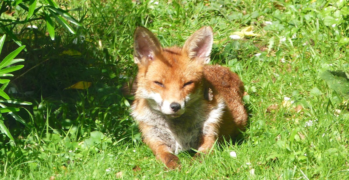 City Fox, West London (Keith Salvesen)