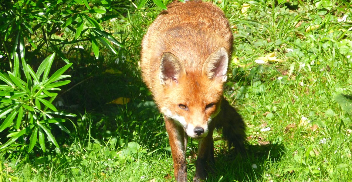 City Fox, West London (Keith Salvesen)