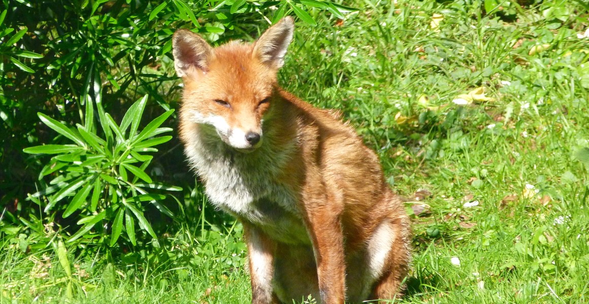 City Fox, West London (Keith Salvesen)