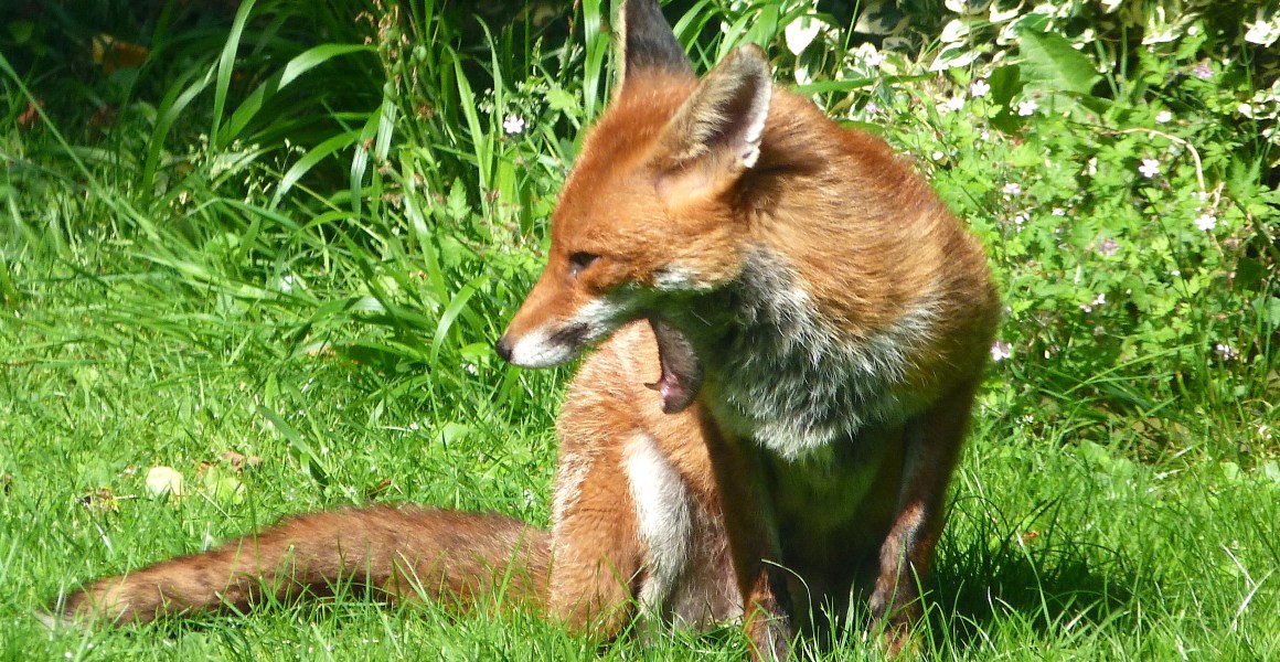 City Fox, West London (Keith Salvesen)