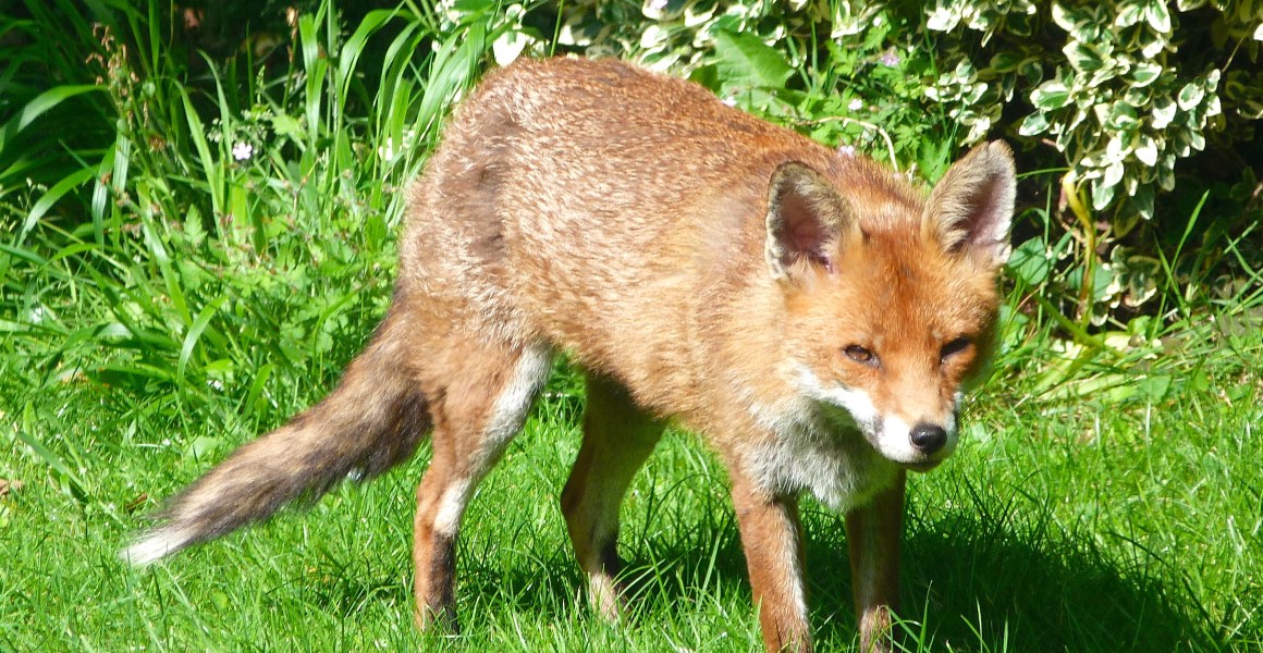 City Fox, West London (Keith Salvesen)