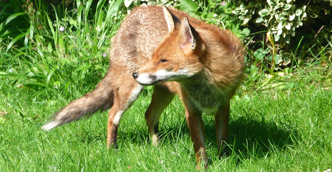 City Fox, West London (Keith Salvesen)