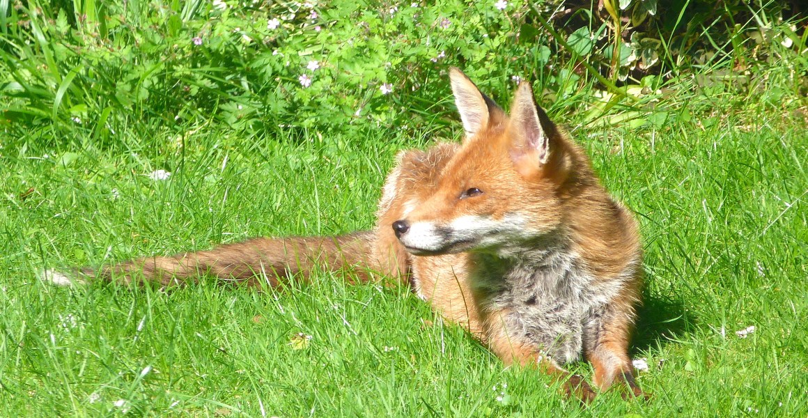 City Fox, West London (Keith Salvesen)