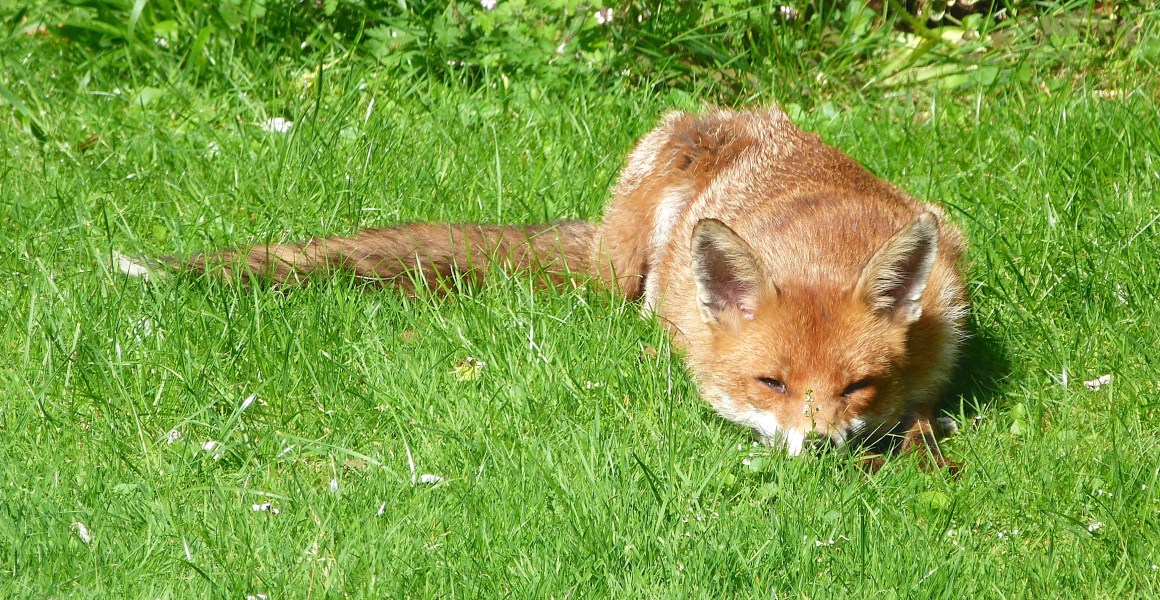 City Fox, West London (Keith Salvesen)
