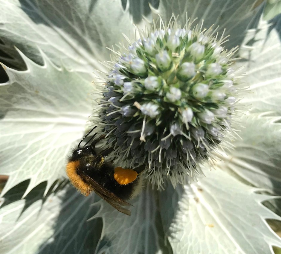 Bombus Hypnorum - The Tree of Garden Bee (Keith Salvesen)