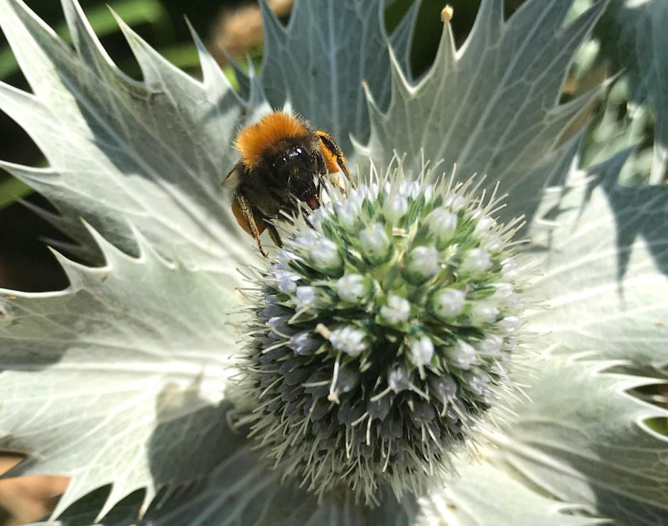 Bombus Hypnorum - The Tree of Garden Bee (Keith Salvesen)