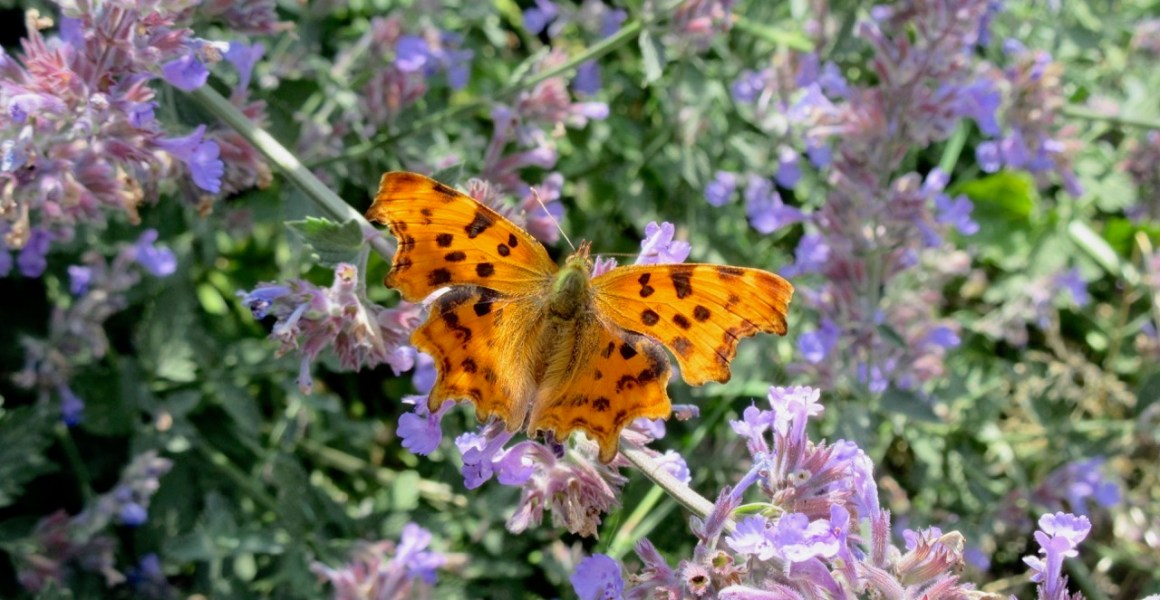 Comma Butterfly (Keith Salvesen)