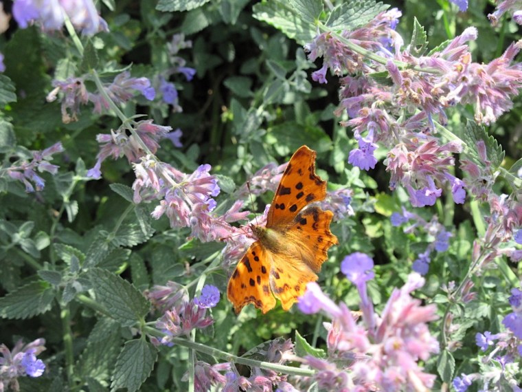 Comma Butterfly (Keith Salvesen)