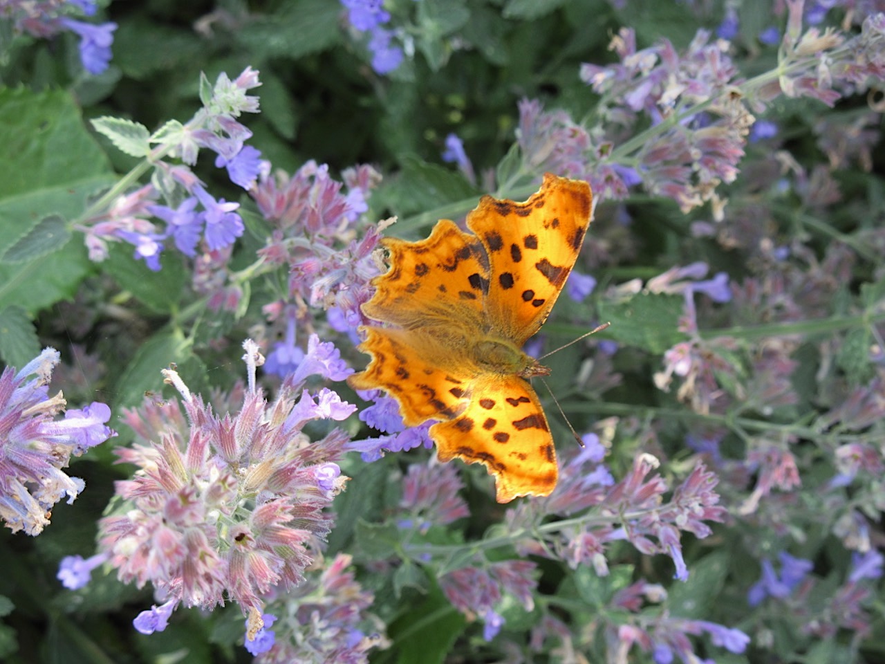 Comma Butterfly (Keith Salvesen)
