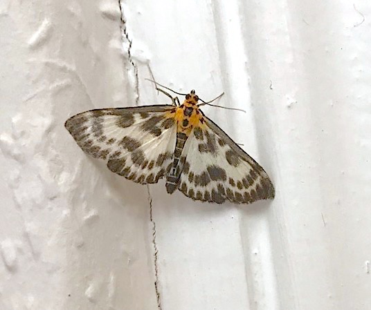 Small Magpie Moth, Dorset