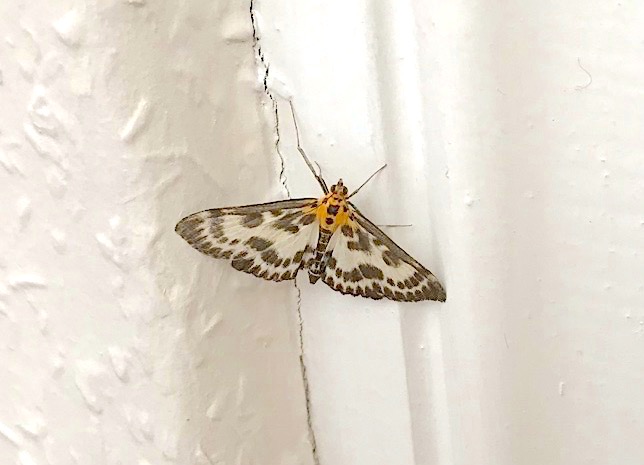 Small Magpie Moth, Dorset