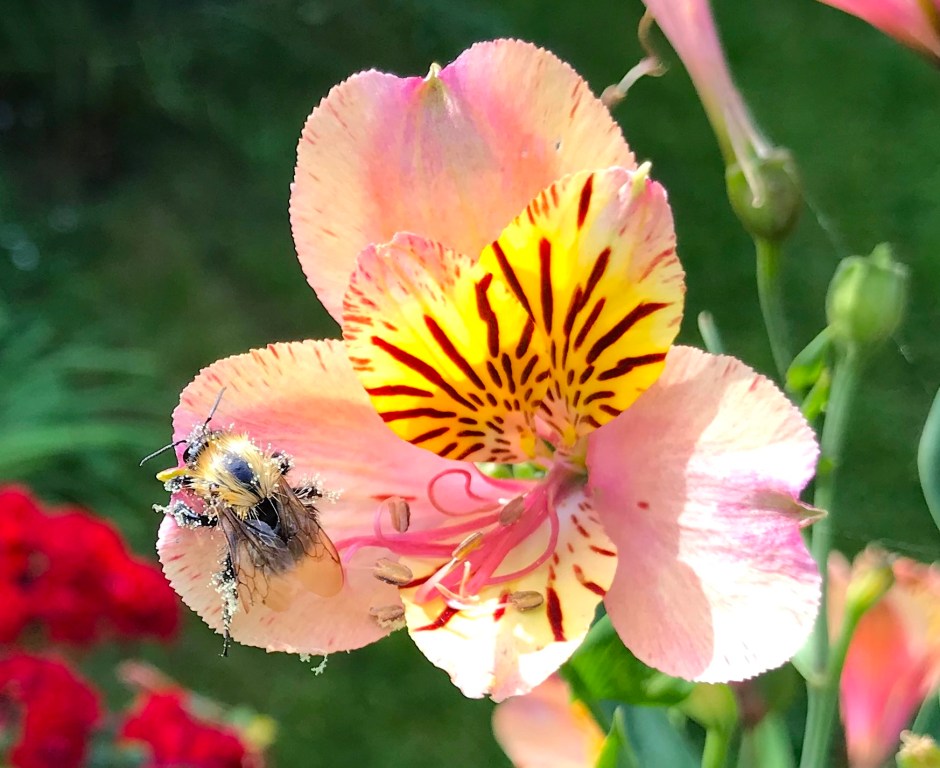 Small Bee on Alstroemeria, London 5 (Keith Salvesen)