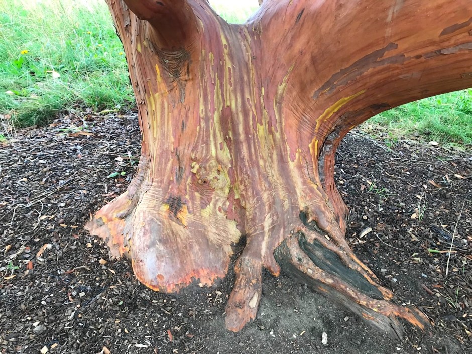 Unusual Tree, Greys Court Oxfordshire