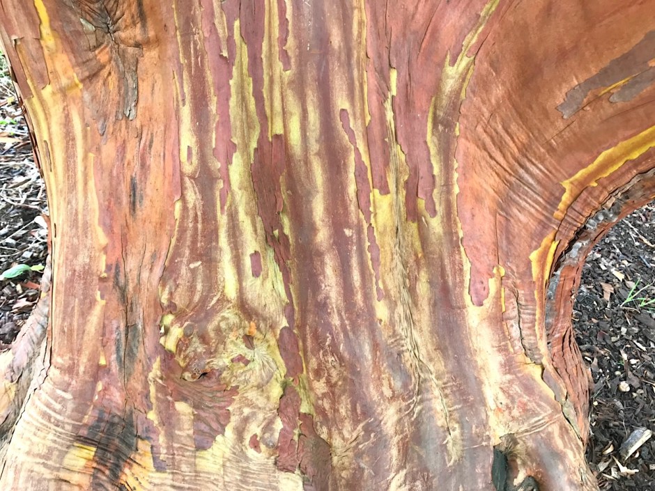 Unusual Tree, Greys Court Oxfordshire