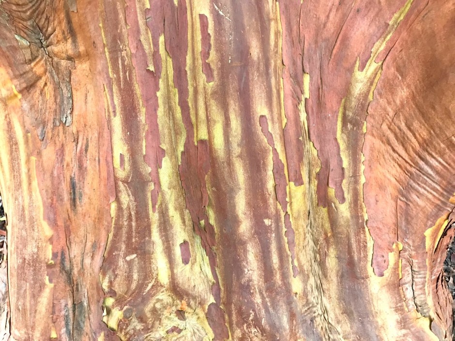 Unusual Tree, Greys Court Oxfordshire