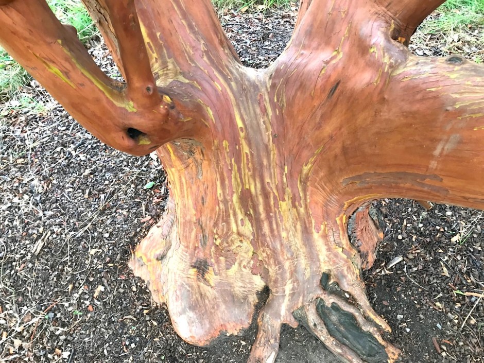 Unusual Tree, Greys Court Oxfordshire