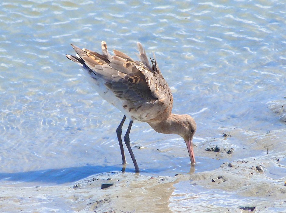 Black-tailed Godwit, Timoleague, nr Kinsale, Co. Cork (Keith Salvesen)