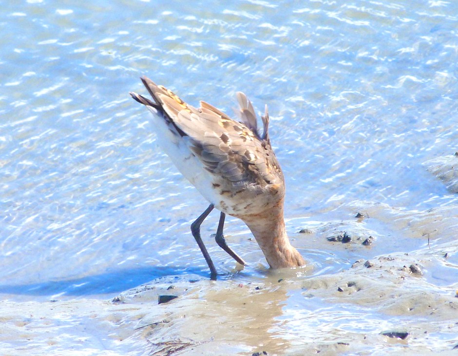 Black-tailed Godwit, Timoleague, nr Kinsale, Co. Cork (Keith Salvesen)