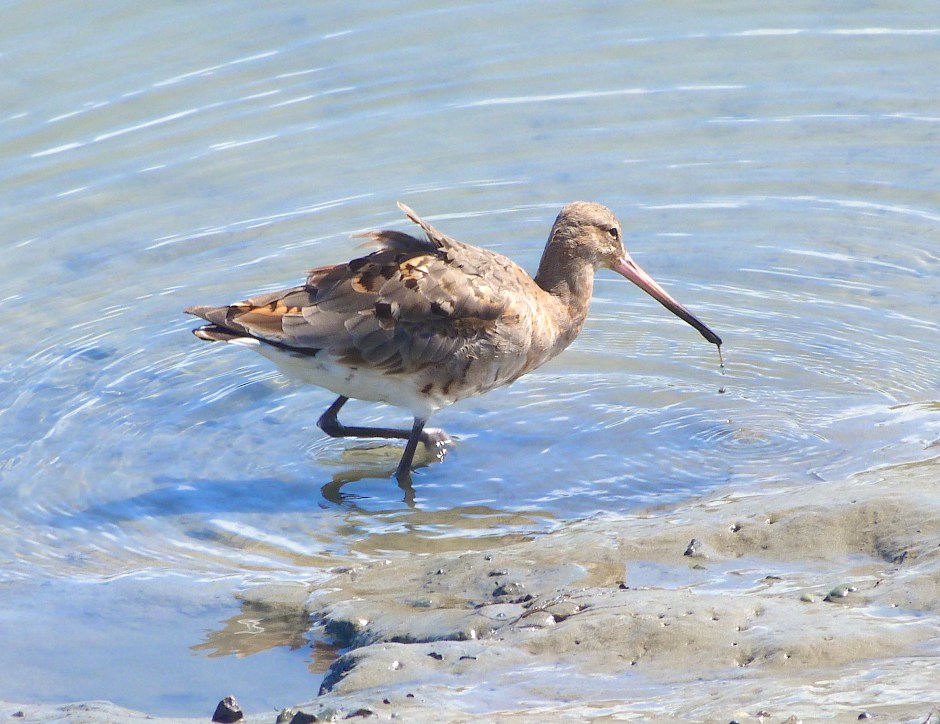 Black-tailed Godwit, Timoleague, nr Kinsale, Co. Cork (Keith Salvesen)