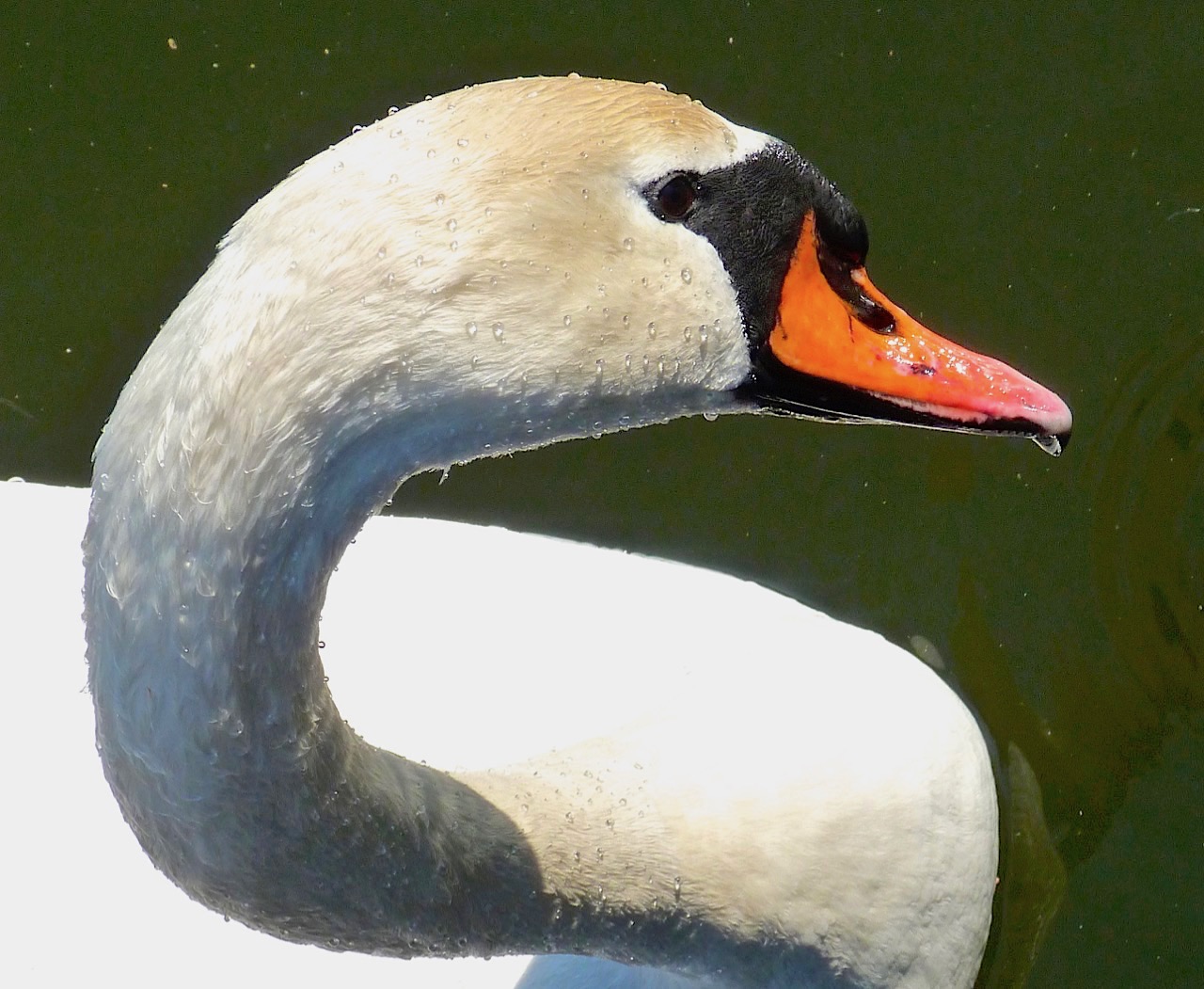 Swan Neck, Prospect Park NYC (Keith Salvesen Photography)